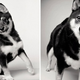Illustration for article titled A Beautiful Photo Project: The Passage Of Time Through Dogs